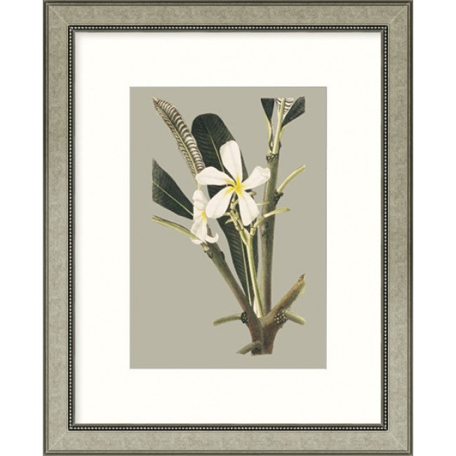 Botanical Cabinet IV - Framed Art   $265.00