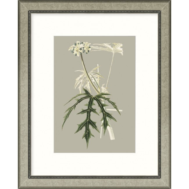 Botanical Cabinet V - Framed Art   $265.00