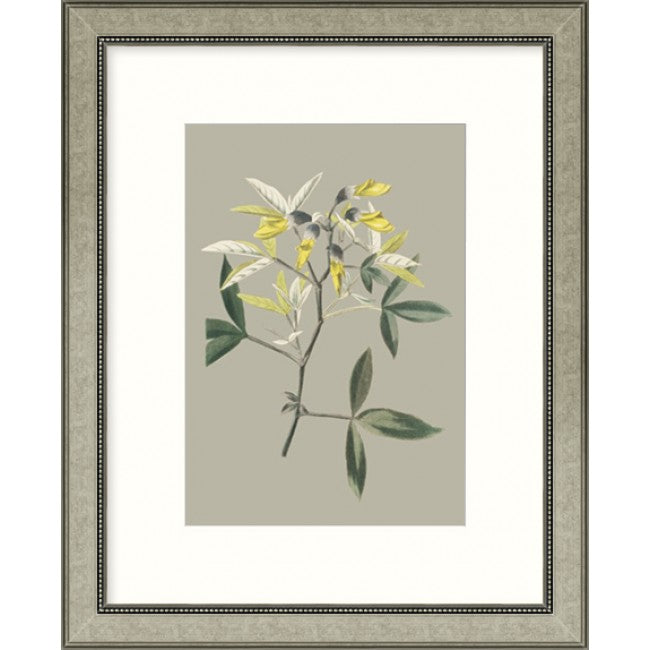Botanical Cabinet VI - Framed Art   $265.00