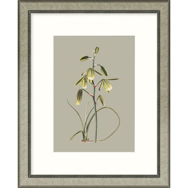 Botanical Cabinet IX - Framed Art   $265.00