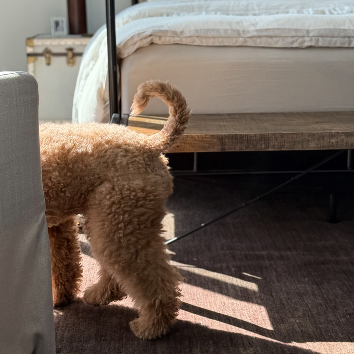 Kose Rugs Nativa - Gum Bark