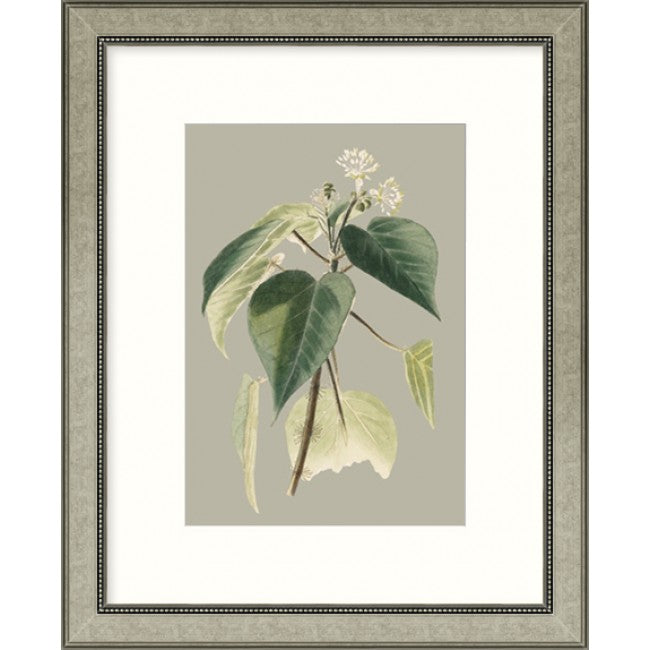 Botanical Cabinet II - Framed Art   $265.00