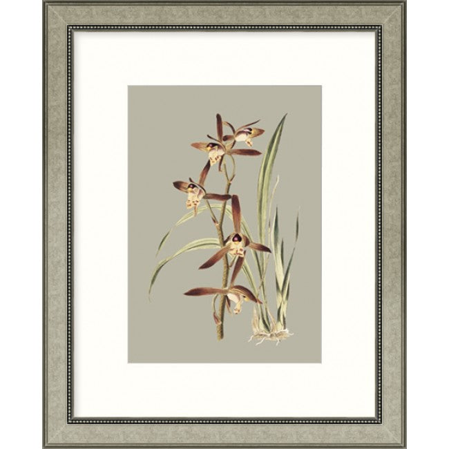 Botanical Cabinet VII - Framed Art   $265.00