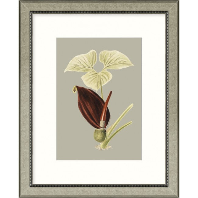 Botanical Cabinet VIII - Framed Art   $265.00
